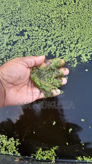 Duckweed (Lemna Minor) 1kg - main view