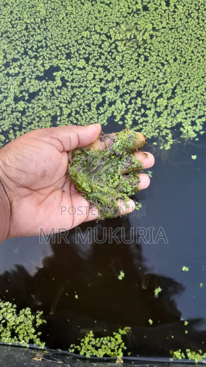 Duckweed (Lemna Minor) 1kg