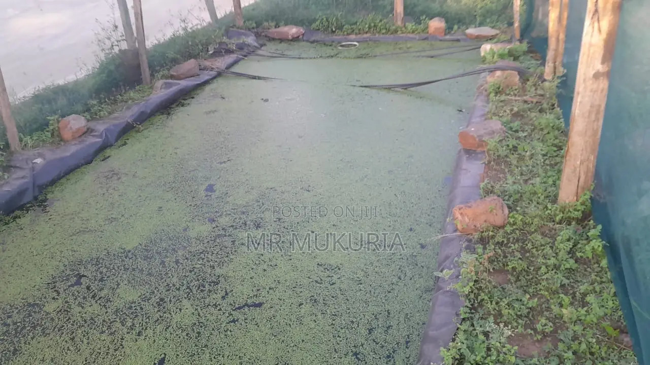 Duckweed (Lemna Minor) 1kg