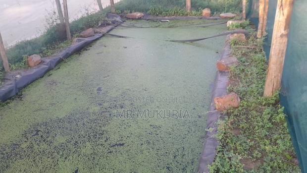 Duckweed (Lemna Minor) 1kg - thumbnail 3