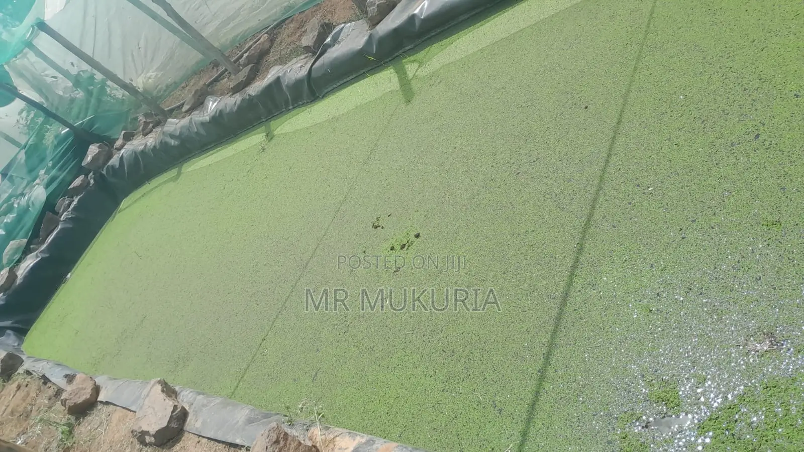 Duckweed (Lemna Minor) 1kg