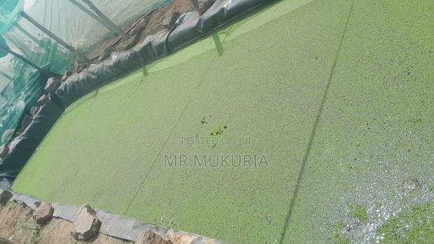 Duckweed (Lemna Minor) 1kg - thumbnail 6