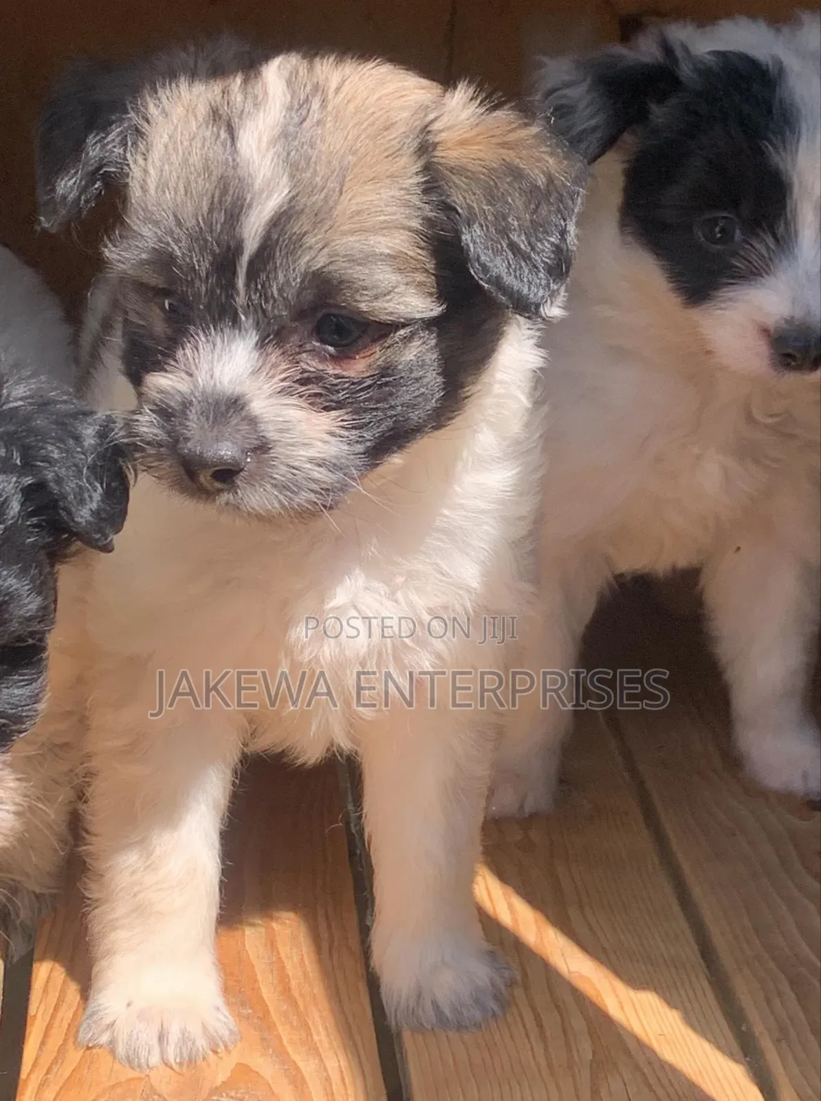 1-3 months Female Purebred Havanese