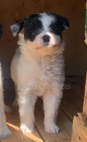 1-3 months Male Purebred Havanese