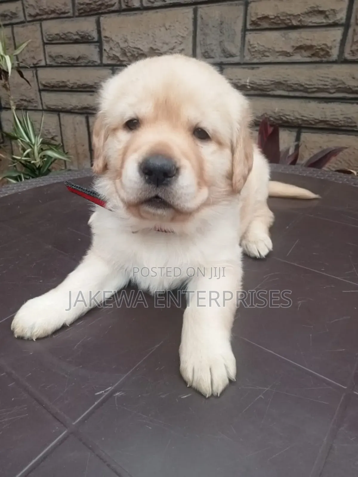 1-3 months Male Purebred Labrador Retriever