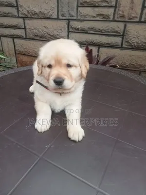 1-3 months Male Purebred Labrador Retriever