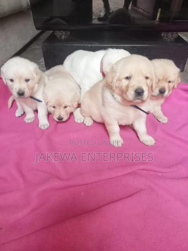 1-3 months Female Purebred Labrador Retriever - main view