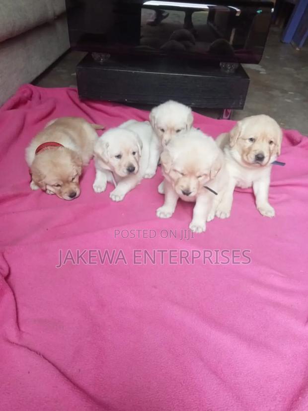 1-3 months Male Purebred Labrador Retriever - main view