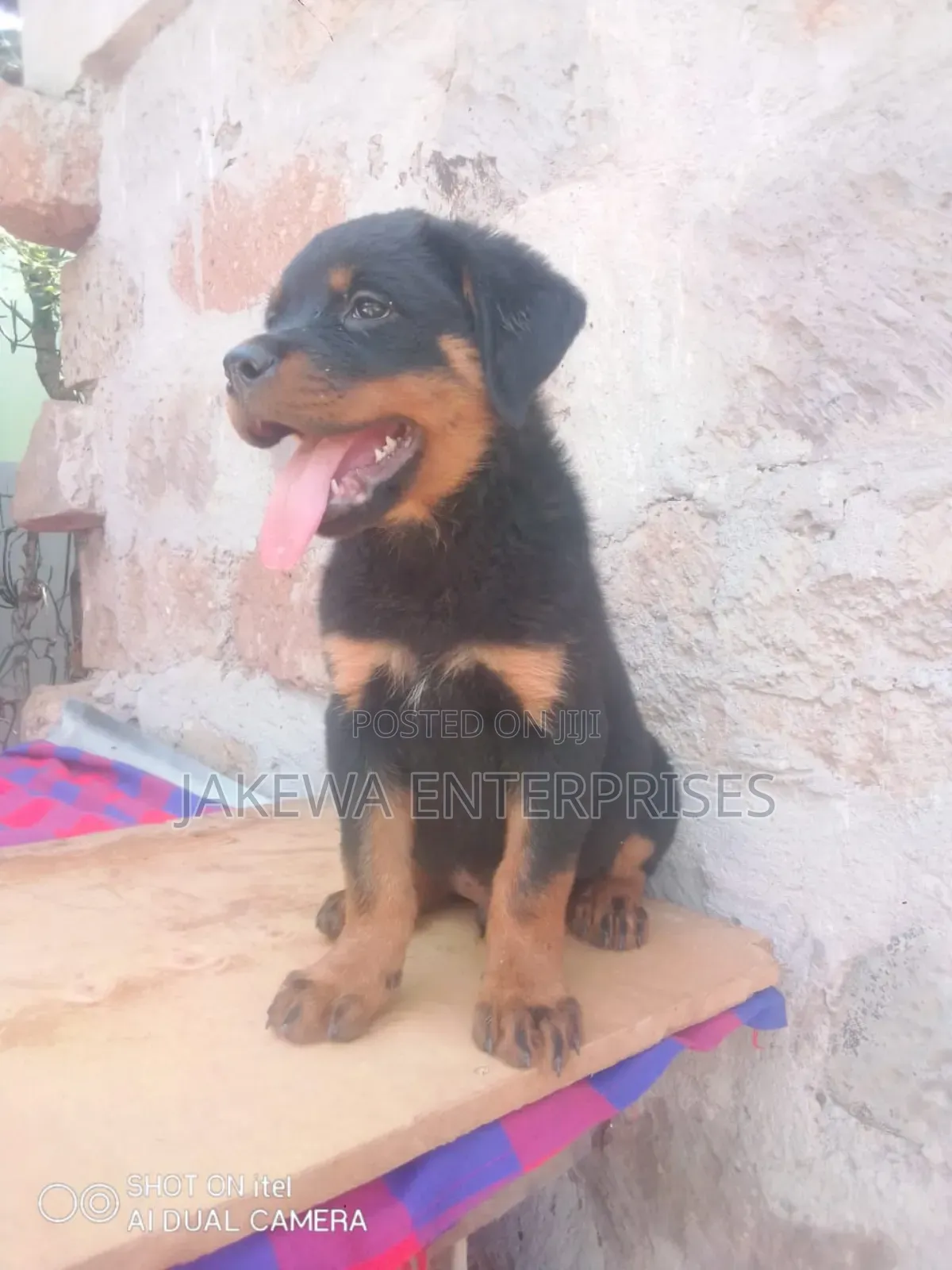 1-3 months Male Purebred Rottweiler