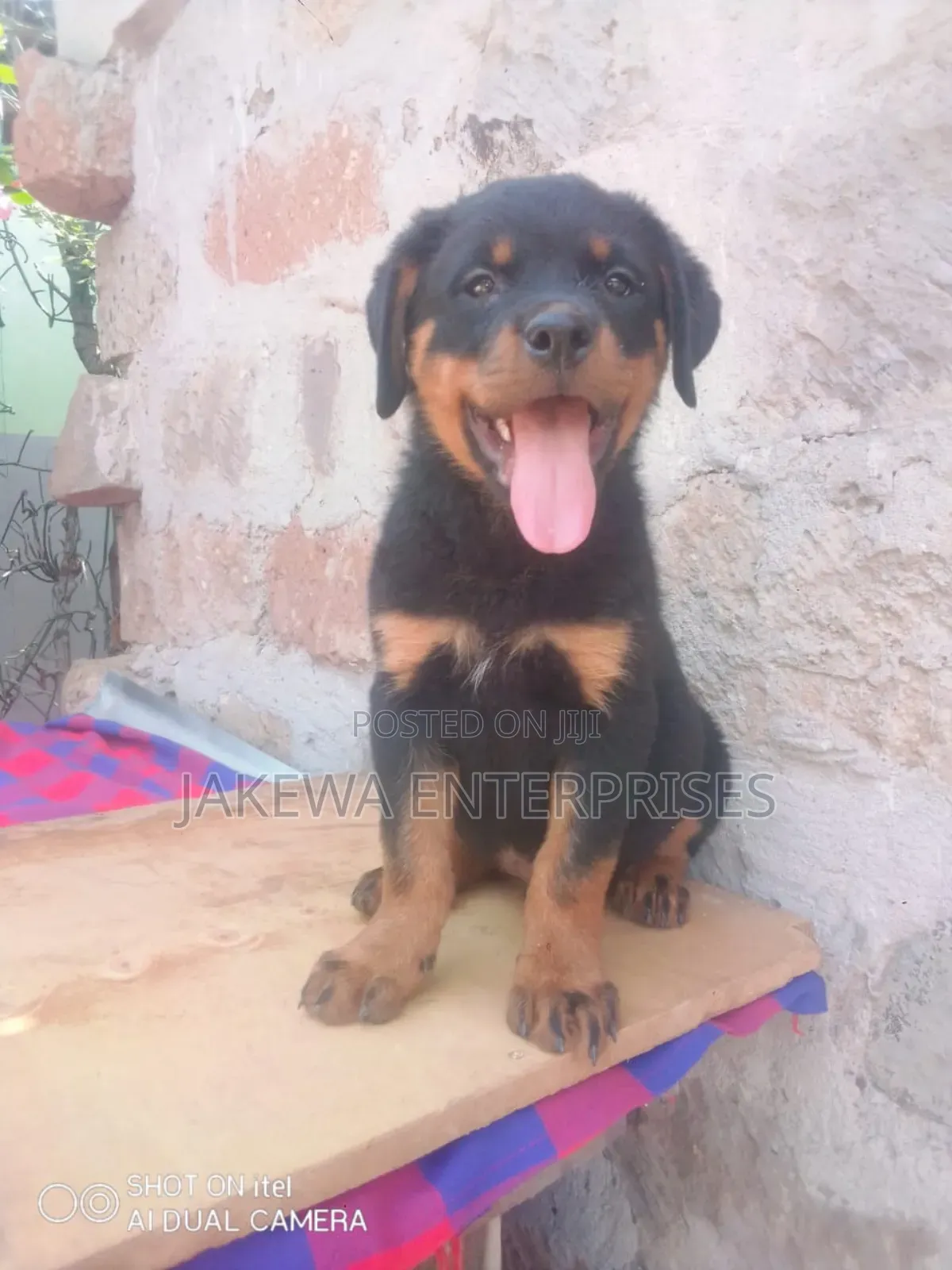 1-3 months Female Purebred Rottweiler