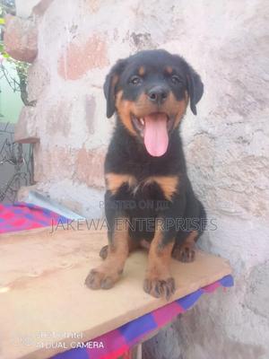 1-3 months Female Purebred Rottweiler - thumbnail 2