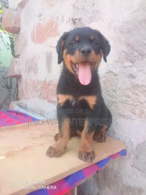 1-3 months Female Purebred Rottweiler