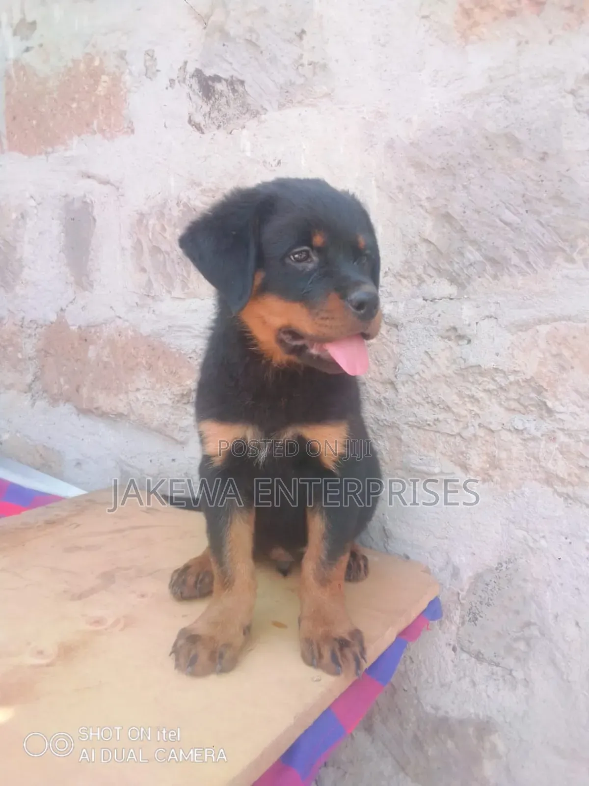 1-3 months Male Purebred Rottweiler