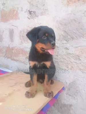 1-3 months Male Purebred Rottweiler