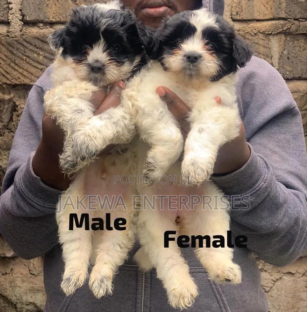 1-3 months Male Purebred Havanese - main view