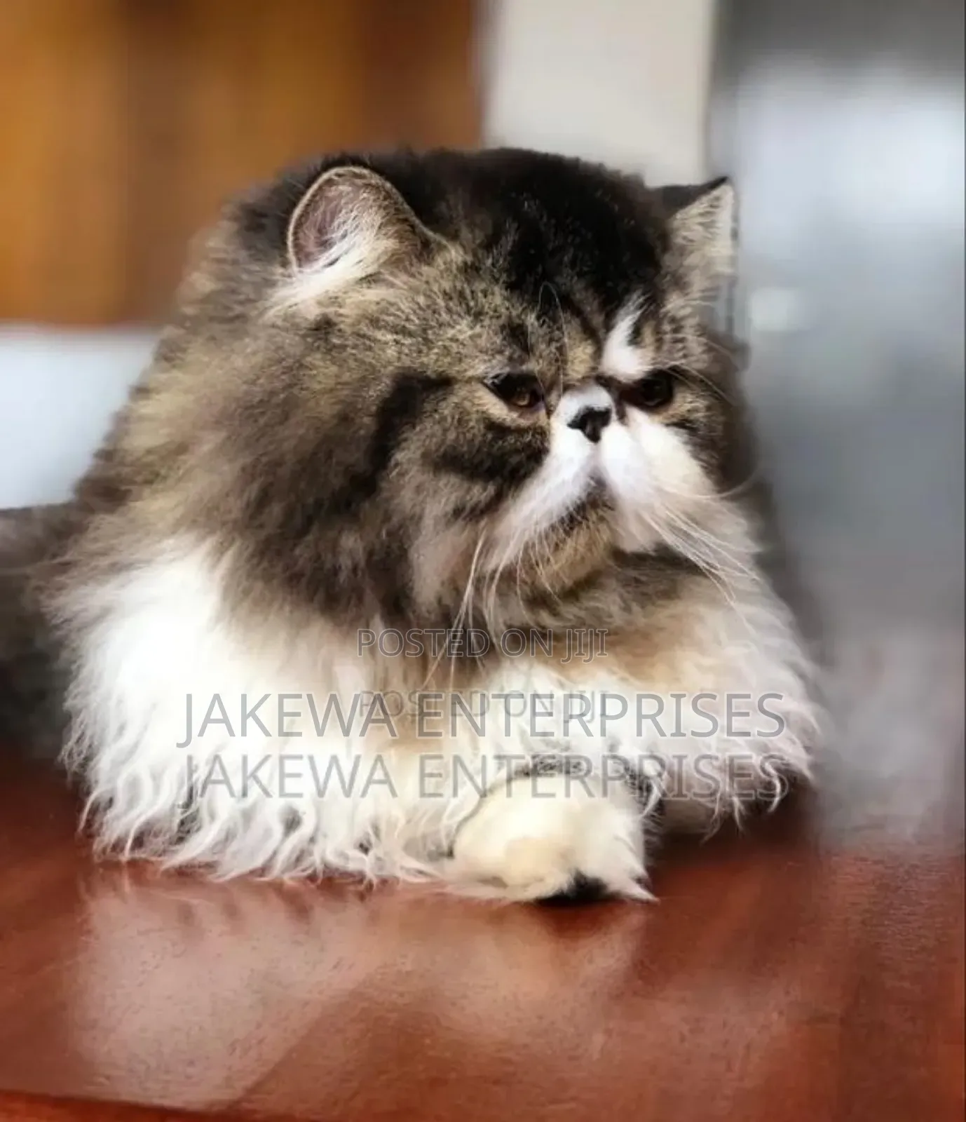 6-12 months Female Purebred Persian
