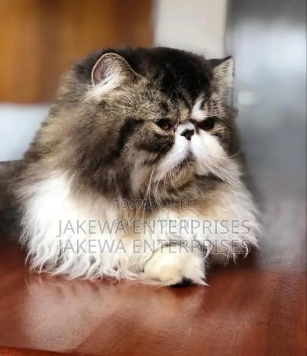 6-12 months Female Purebred Persian