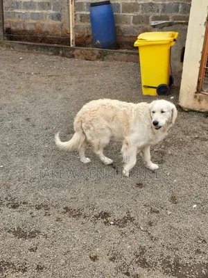 1+ year Male Purebred Golden Retriever