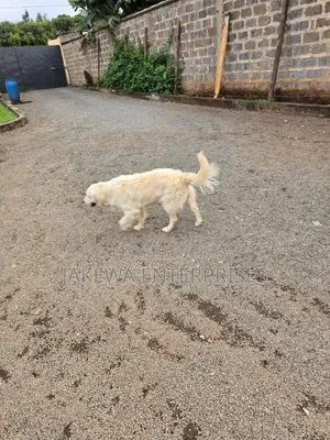 1+ year Male Purebred Golden Retriever