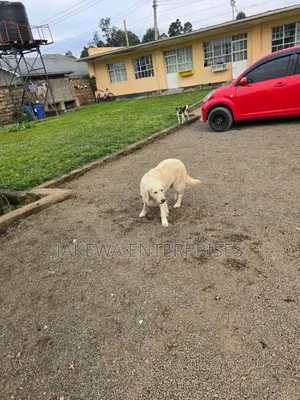 1+ year Male Purebred Golden Retriever