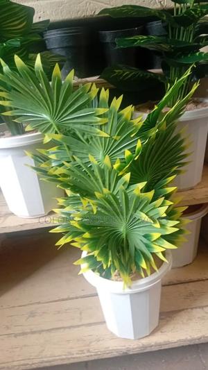 Star Plant and Vase - thumbnail 2