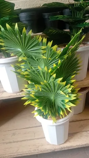 Star Plant and Vase