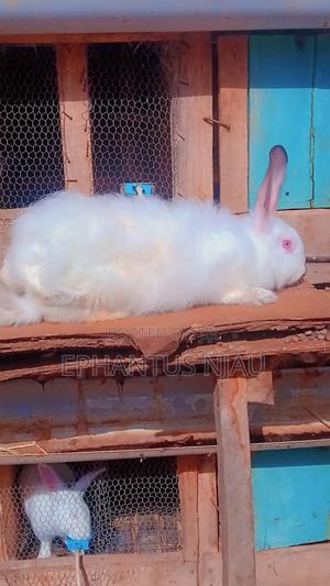 Angora Pet Rabbit - main view