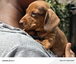 1-3 months Male Purebred Dachshund - thumbnail 2