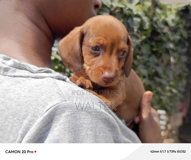 1-3 months Male Purebred Dachshund - thumbnail 3
