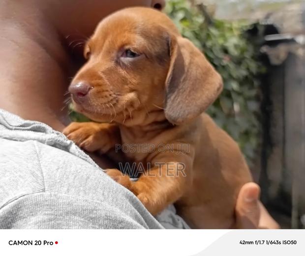 1-3 months Male Purebred Dachshund - thumbnail 4