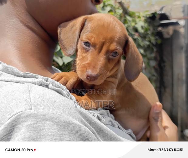 1-3 months Male Purebred Dachshund - thumbnail 5
