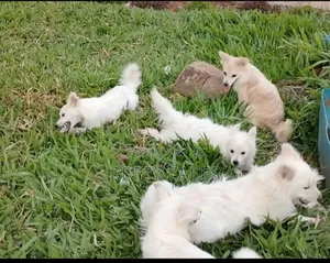 6-12 months Female Mixed Breed Japanese Spitz