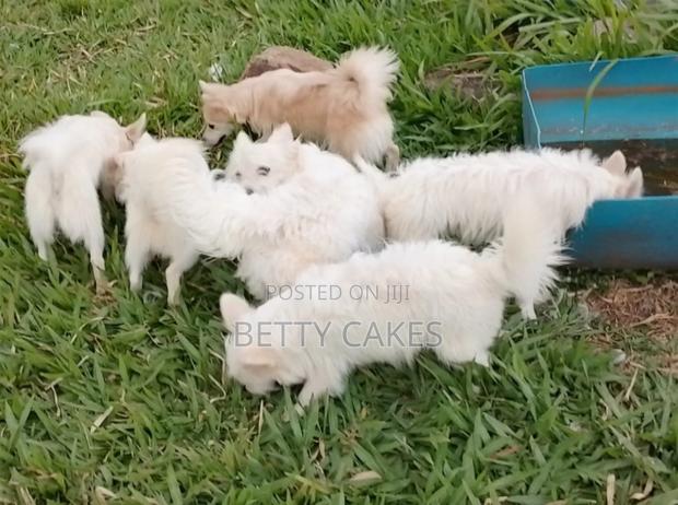 6-12 months Female Mixed Breed Japanese Spitz - thumbnail 3