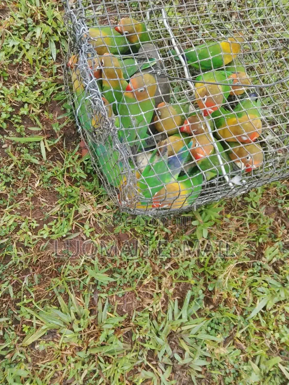 Lovebirds Kasuku