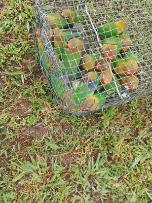 Lovebirds Kasuku
