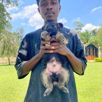 Cheesy The Name logo