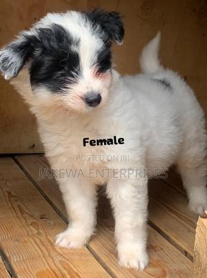 1-3 months Female Purebred Havanese - thumbnail 2