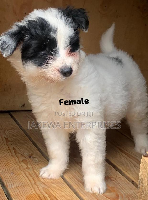 1-3 months Female Purebred Havanese - main view