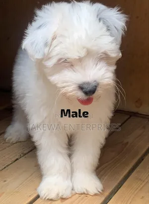 1-3 months Male Purebred Havanese