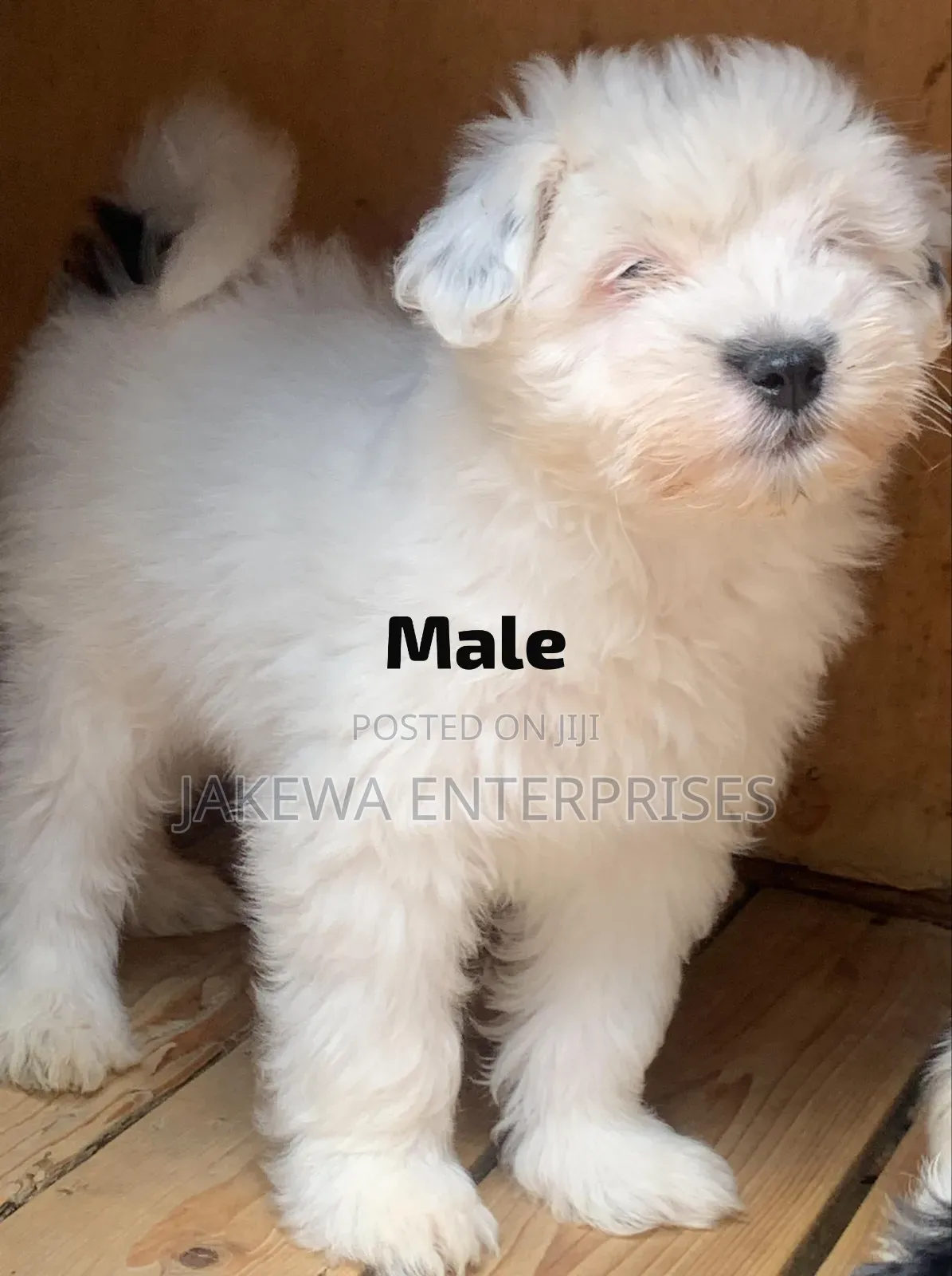 1-3 months Male Purebred Havanese