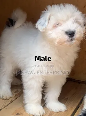 1-3 months Male Purebred Havanese