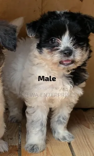 1-3 months Male Purebred Havanese