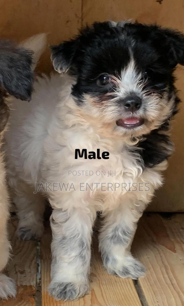 1-3 months Male Purebred Havanese - main view