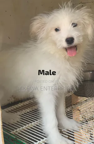 1-3 months Male Purebred Havanese