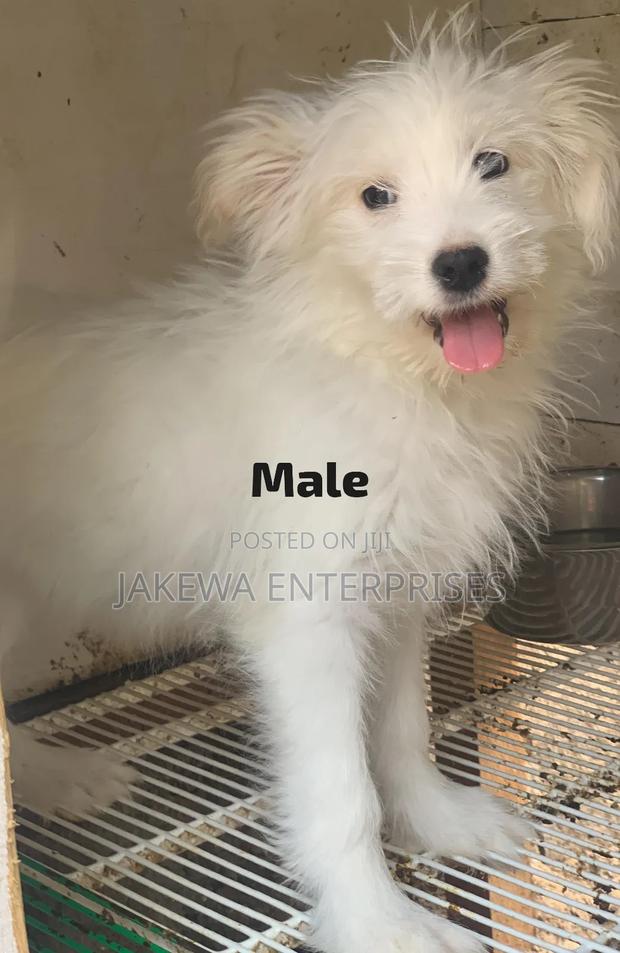 1-3 months Male Purebred Havanese - main view