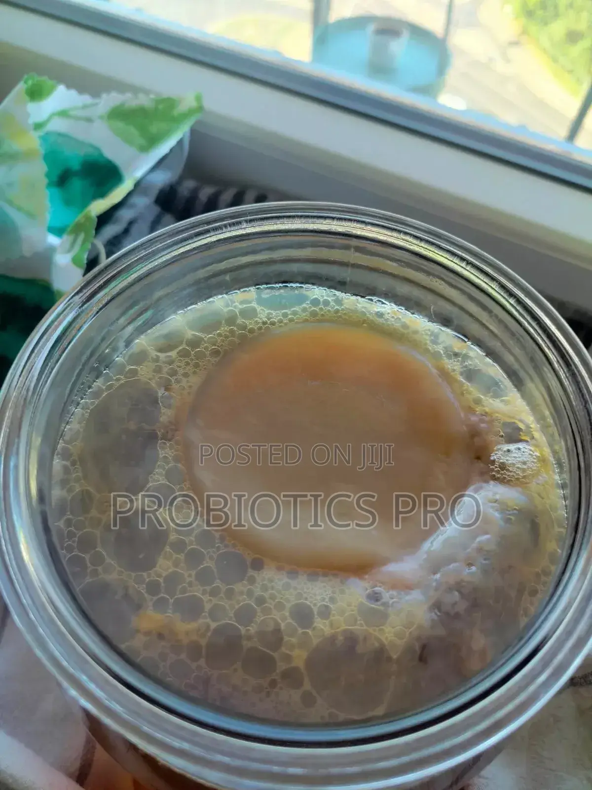 Scoby for Brewing Your Own Kombucha at Home