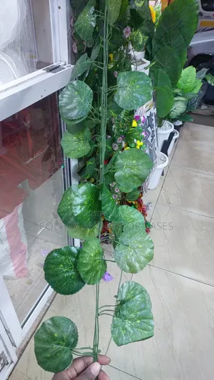 Evergreen Money Plants