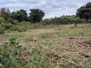 100x100 Plot for Sale in Lusegetti Kikuyu Kiambu County.