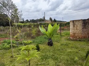 100x100 Plot for Sale in Lusegetti Kikuyu Kiambu County.