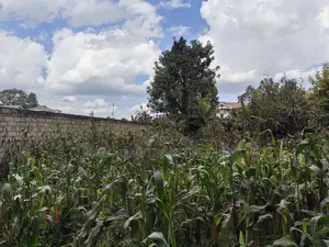 Quarter Acre for Sale in Regen Muthiga Kikuyu Kiambu County.